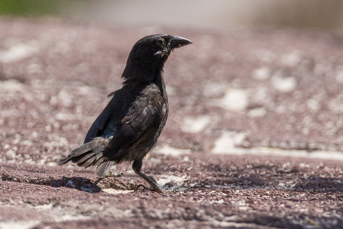 Common Cactus-Finch - ML104123971