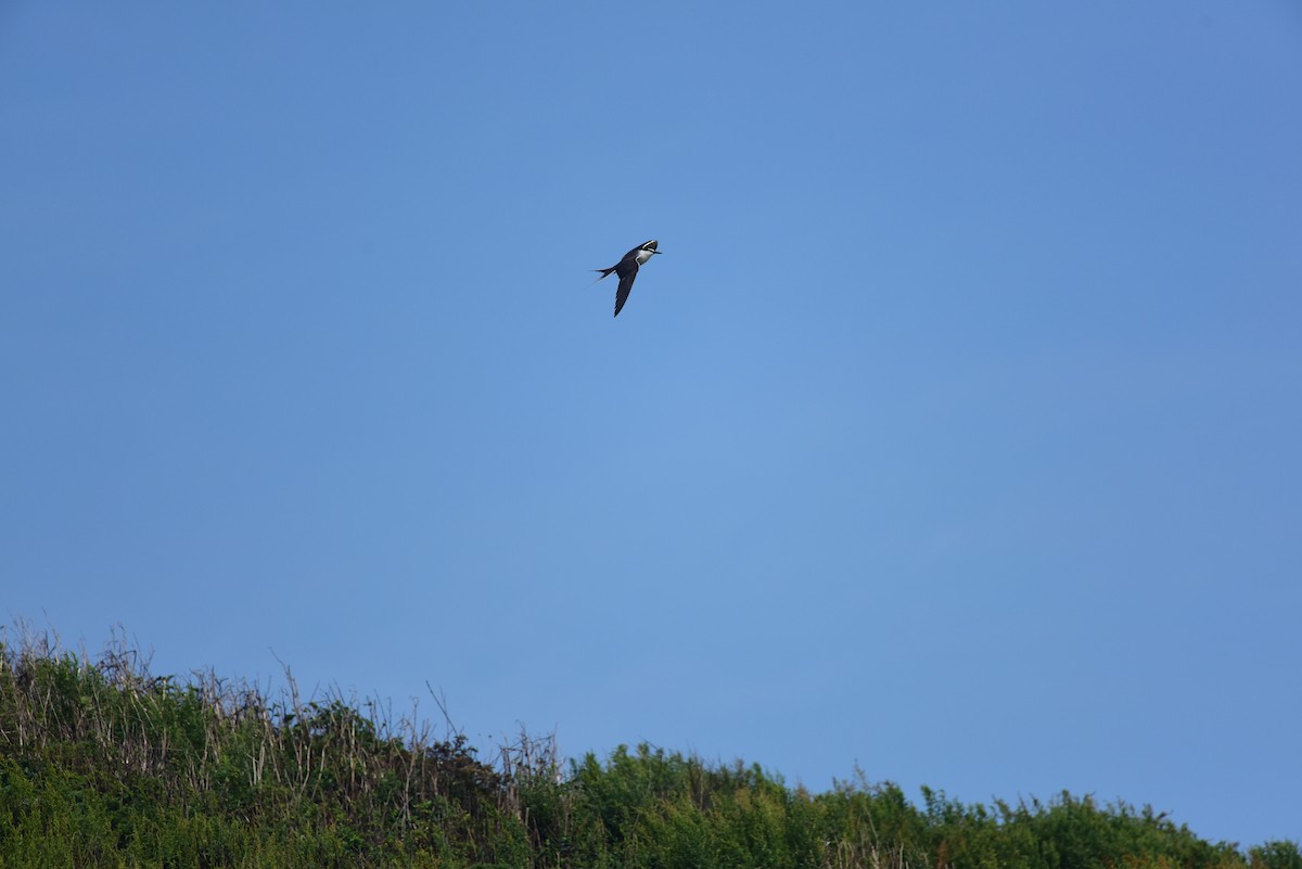 Bridled Tern - Kuan Chieh/貫捷 (Chuck) Hung/洪