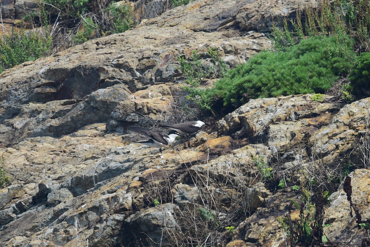 Bridled Tern - ML104124871