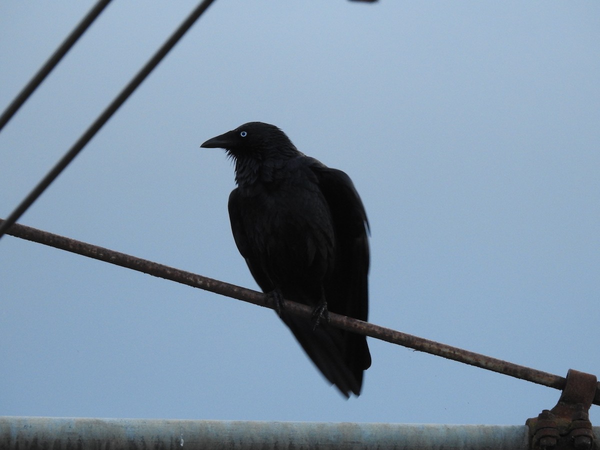 Australian Raven - Jeffrey Crawley