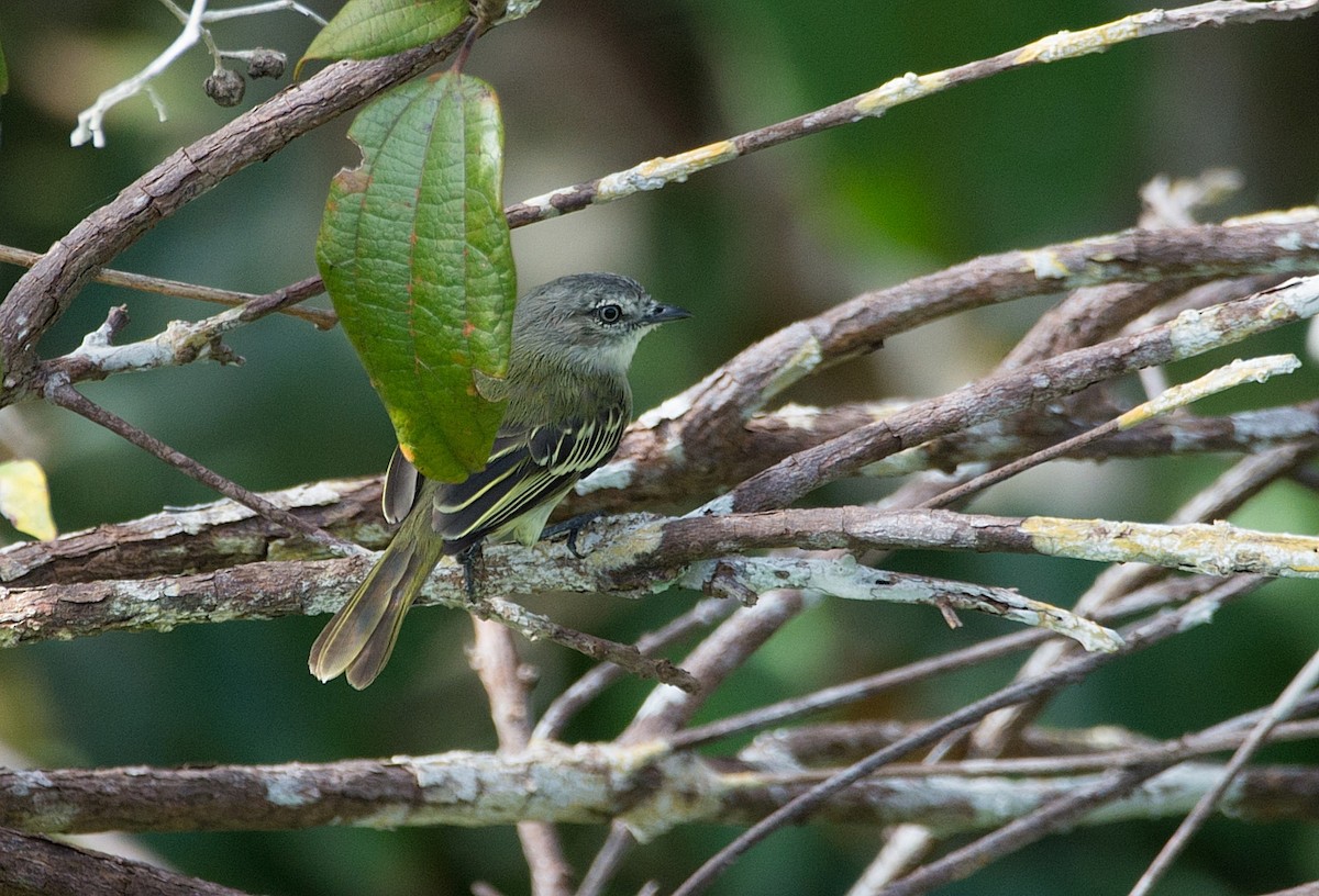 Guianan Tyrannulet - ML104127581