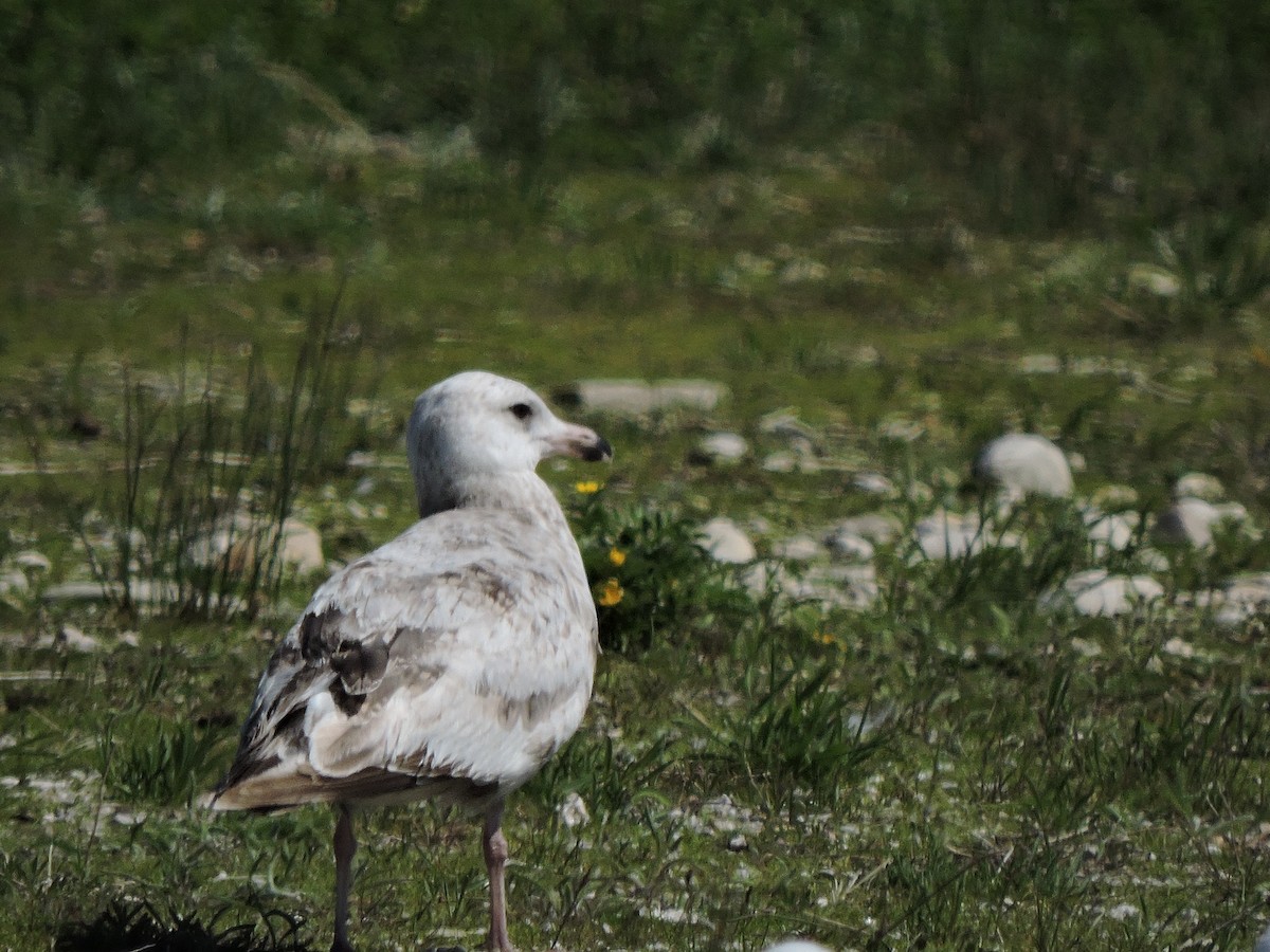 Herring Gull - ML104127941