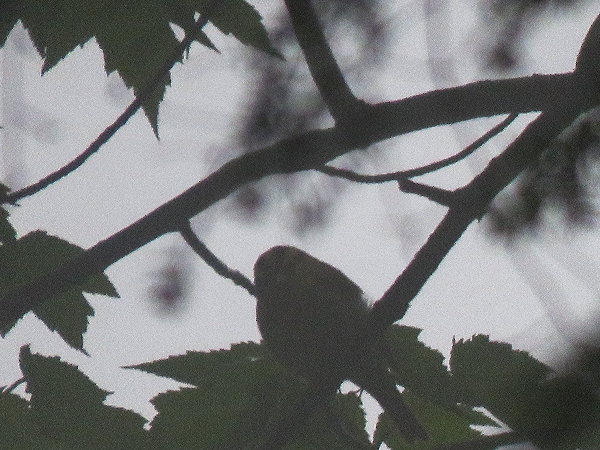 Worm-eating Warbler - Anonymous