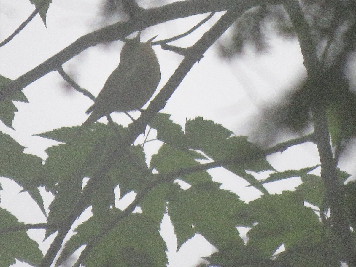 Worm-eating Warbler - Anonymous