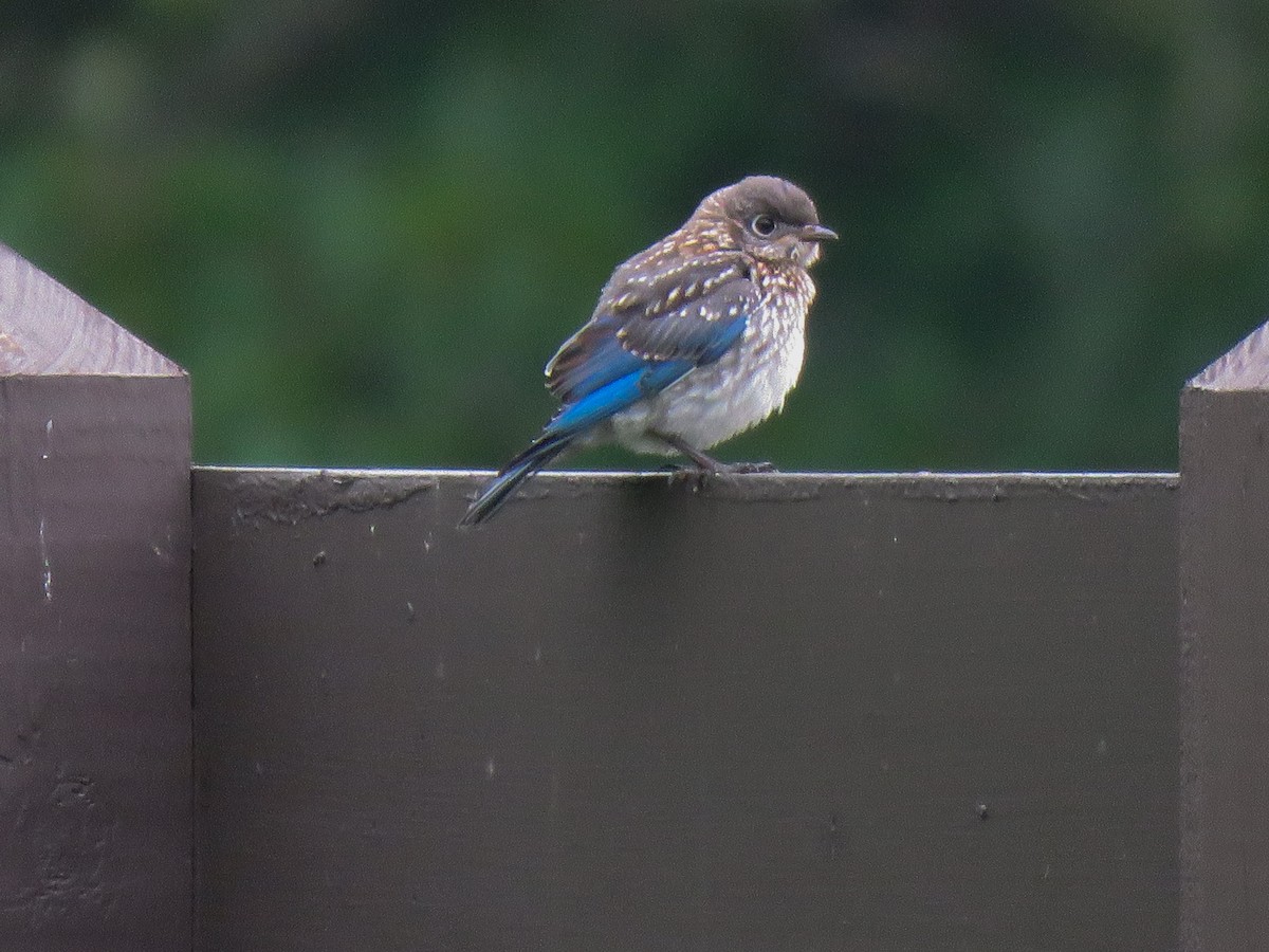 Eastern Bluebird - ML104129801