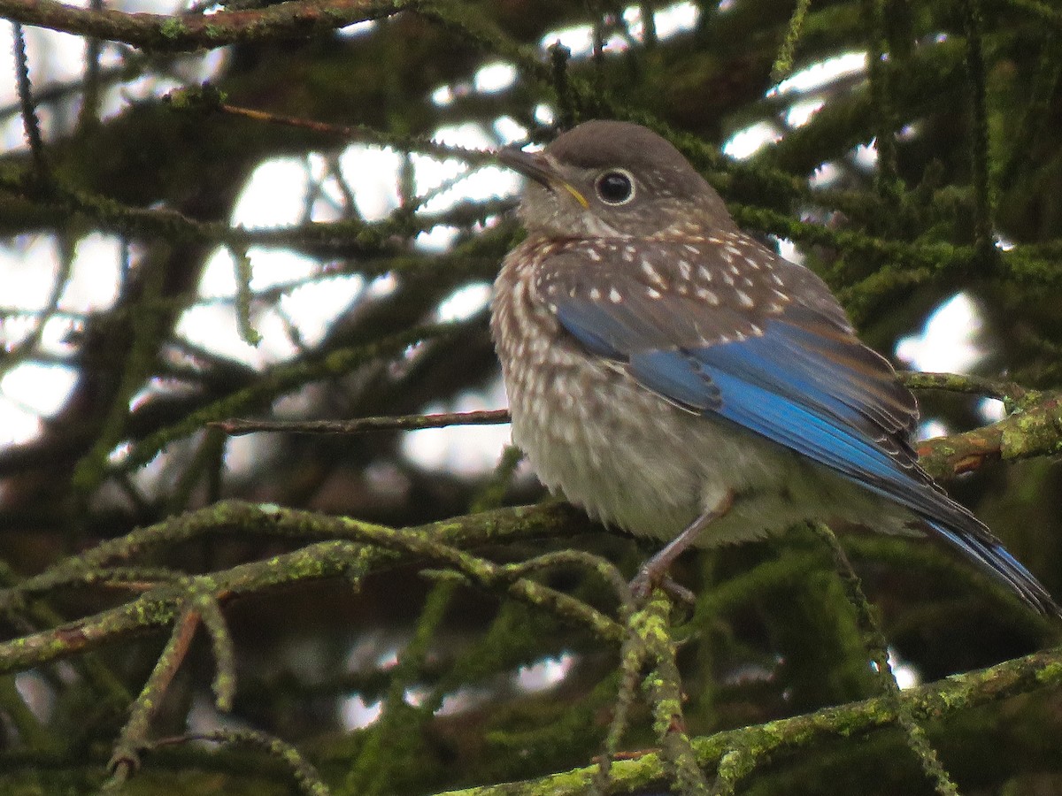 Eastern Bluebird - ML104129821