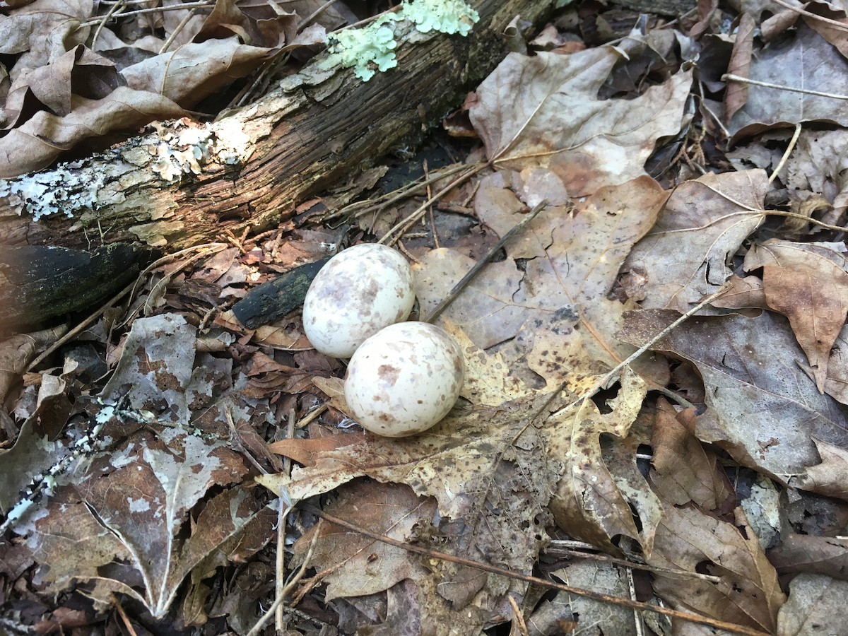 Chuck-will's-widow - Matt Anthony