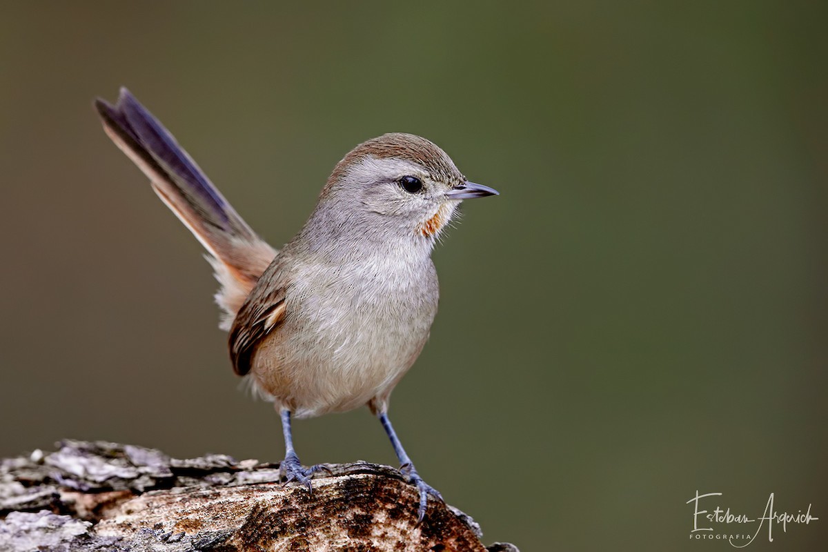 Short-billed Canastero - ML104135661