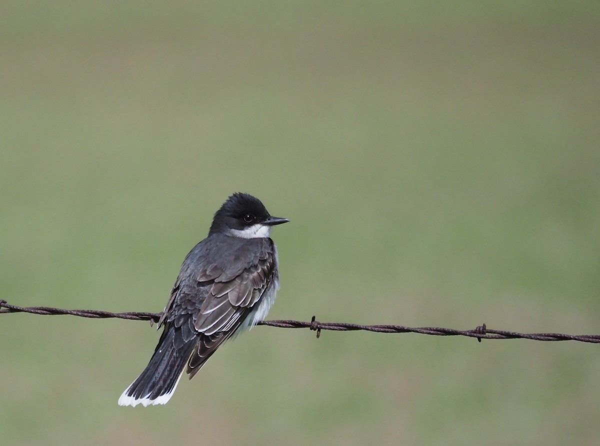 Eastern Kingbird - Steve Wickliffe