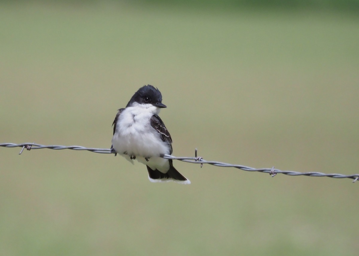 Eastern Kingbird - Steve Wickliffe