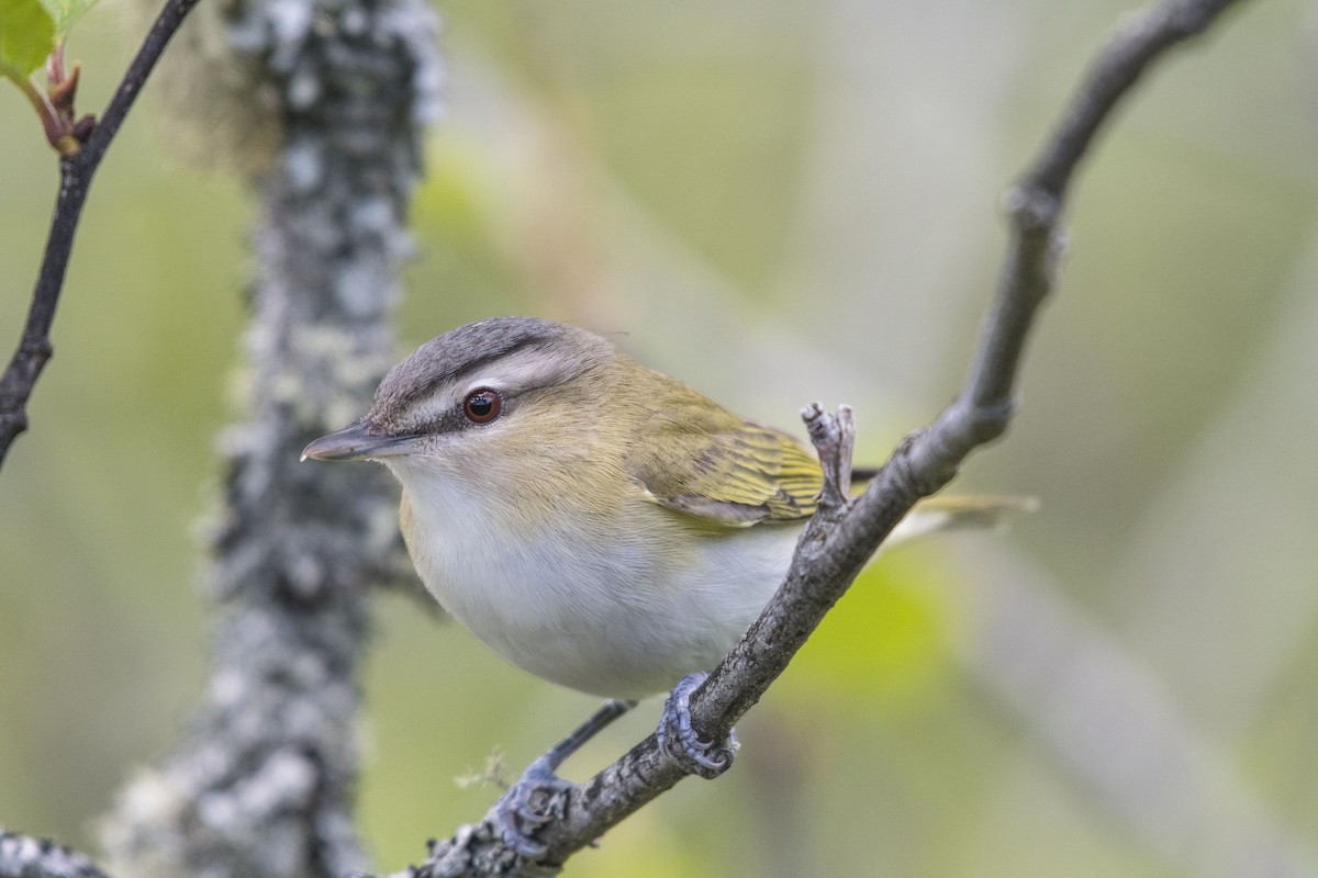 Red-eyed Vireo - ML104140631