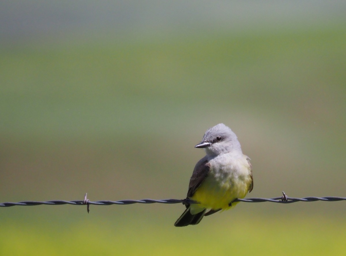 Western Kingbird - ML104140651