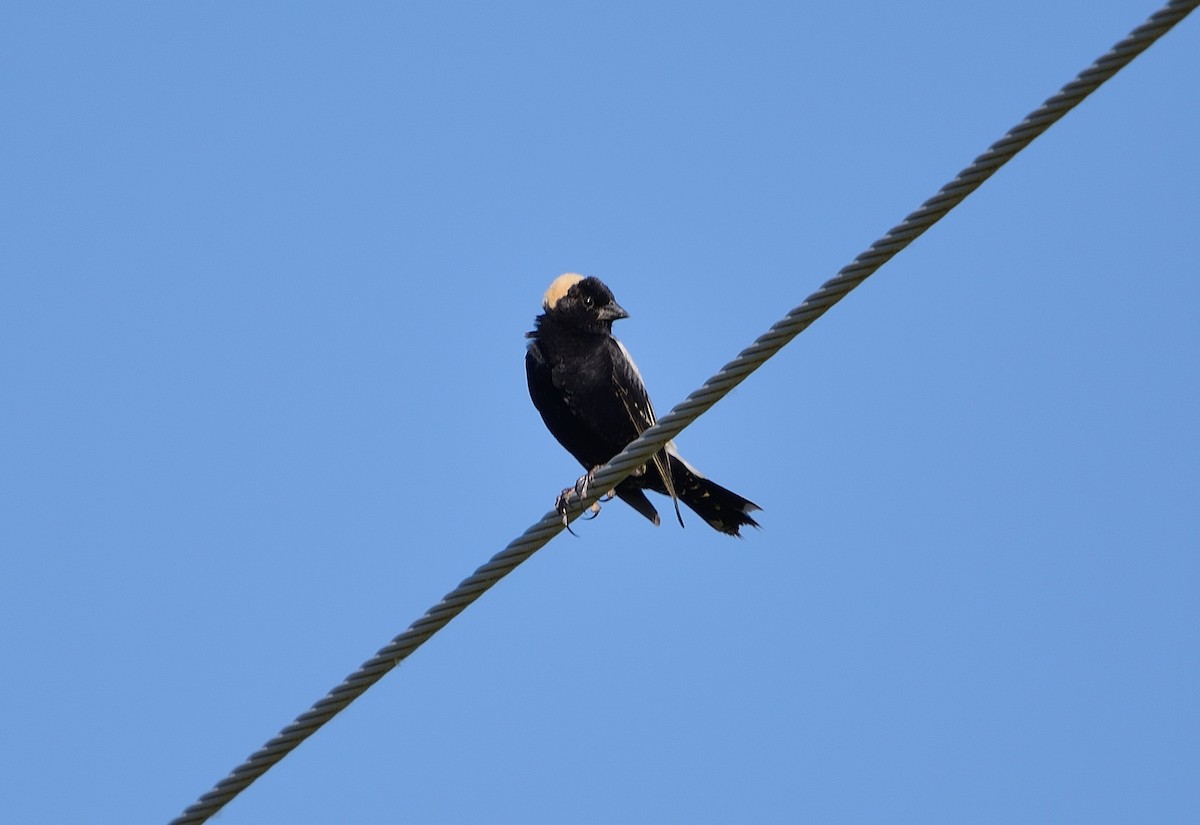 bobolink americký - ML104141721