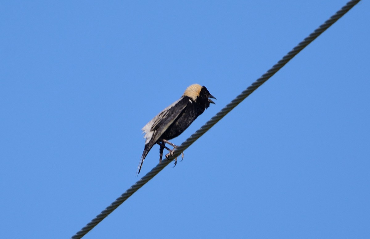 bobolink americký - ML104141741