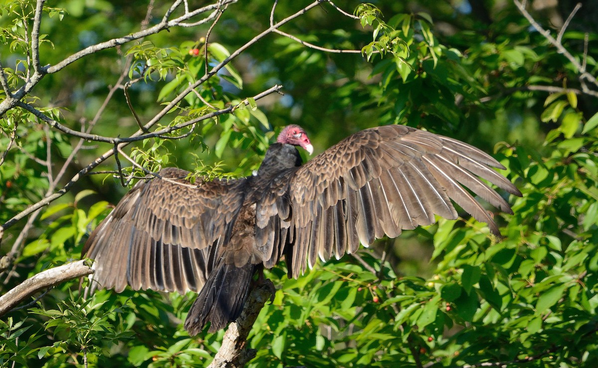 Turkey Vulture - ML104142021