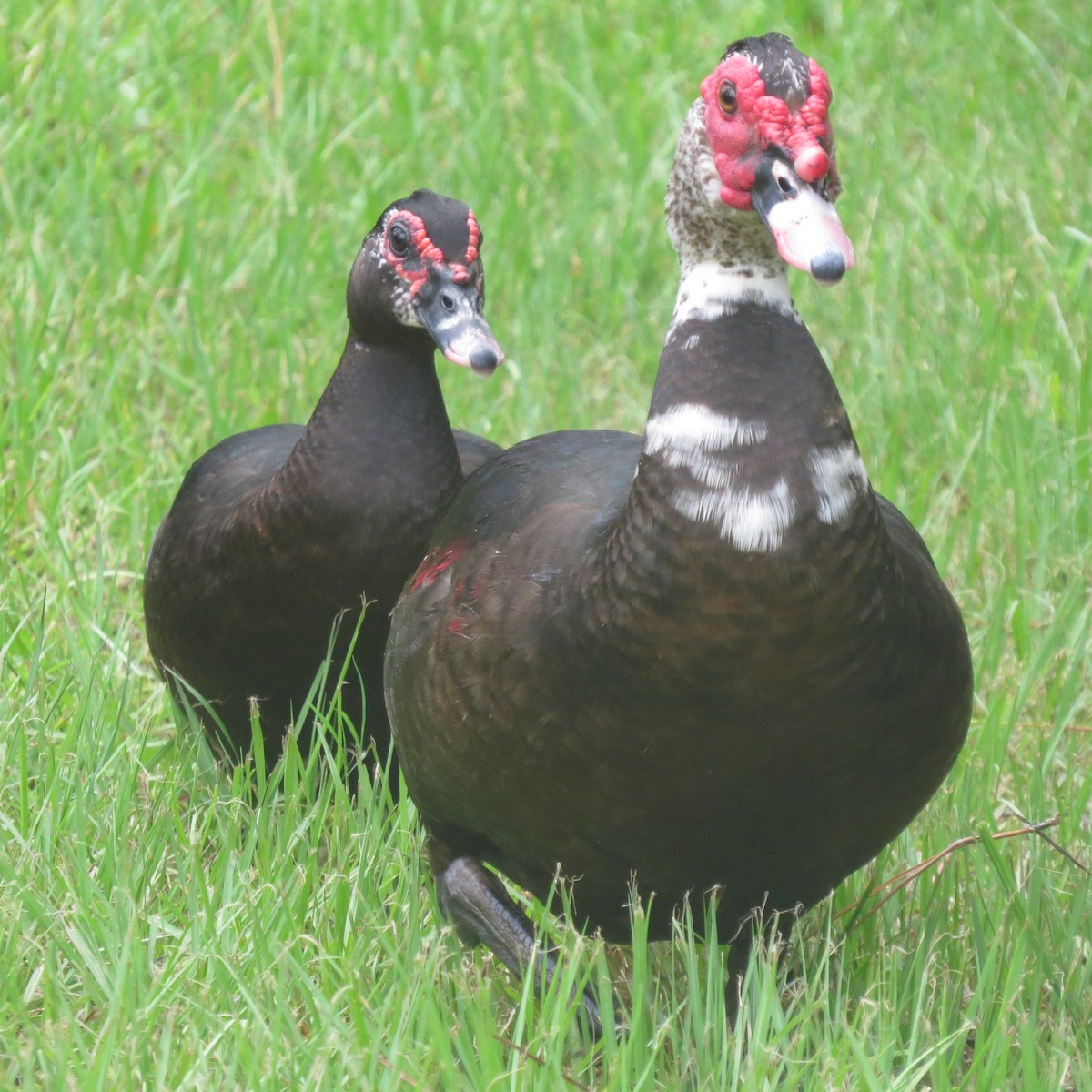 Muscovy Duck (Domestic type) - ML104142181