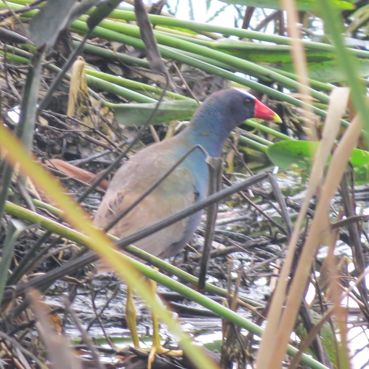 Purple Gallinule - John Groskopf