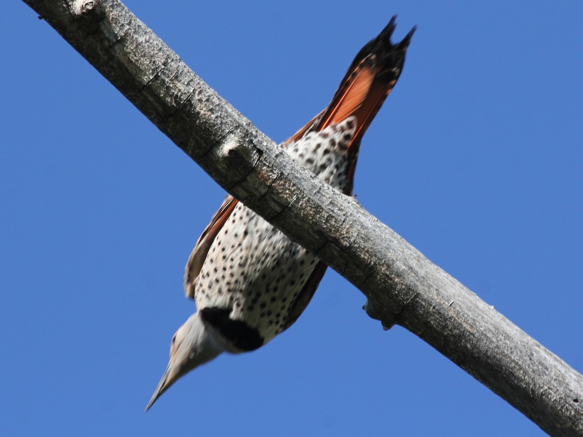 Northern Flicker (Yellow-shafted x Red-shafted) - ML104142511