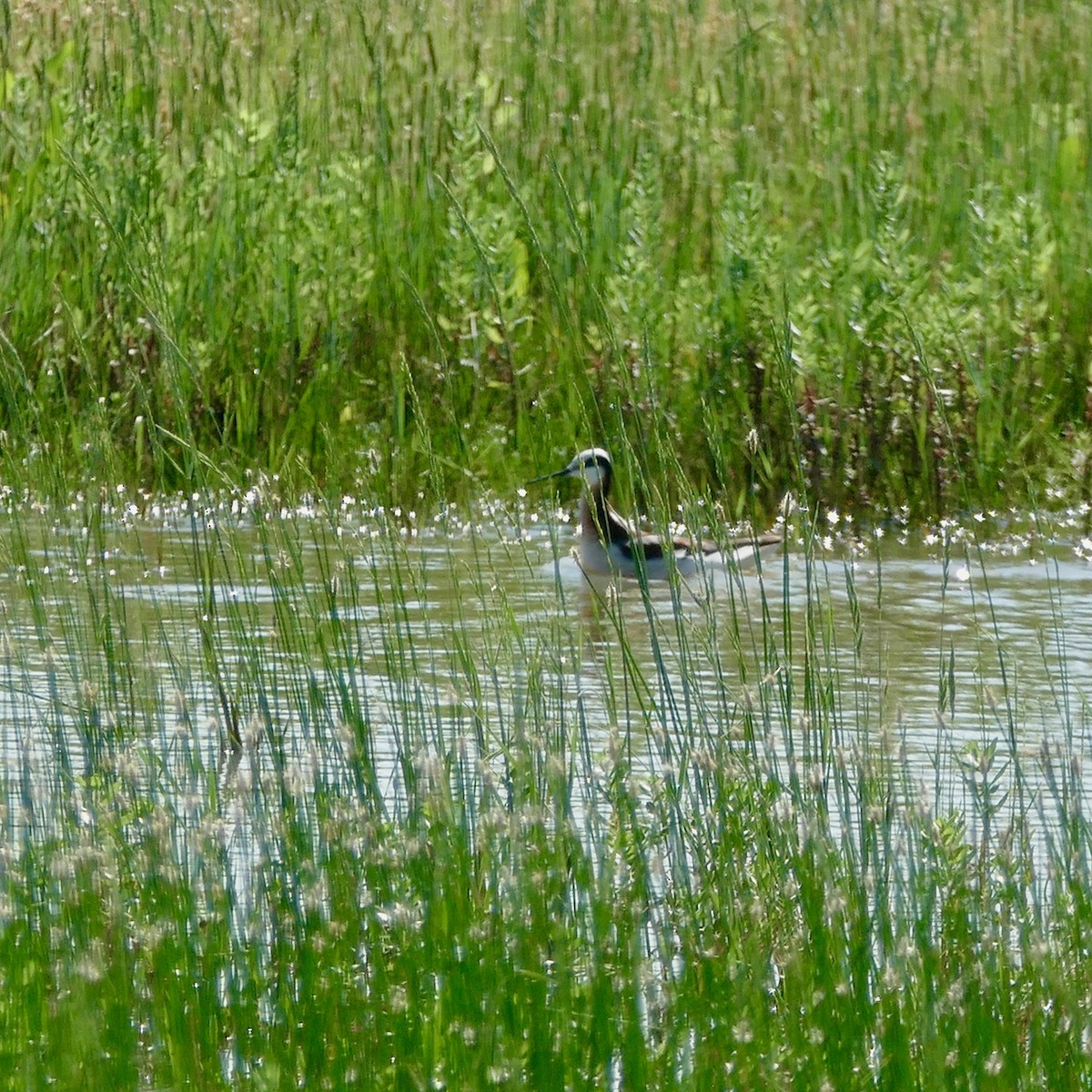 Phalarope de Wilson - ML104142531