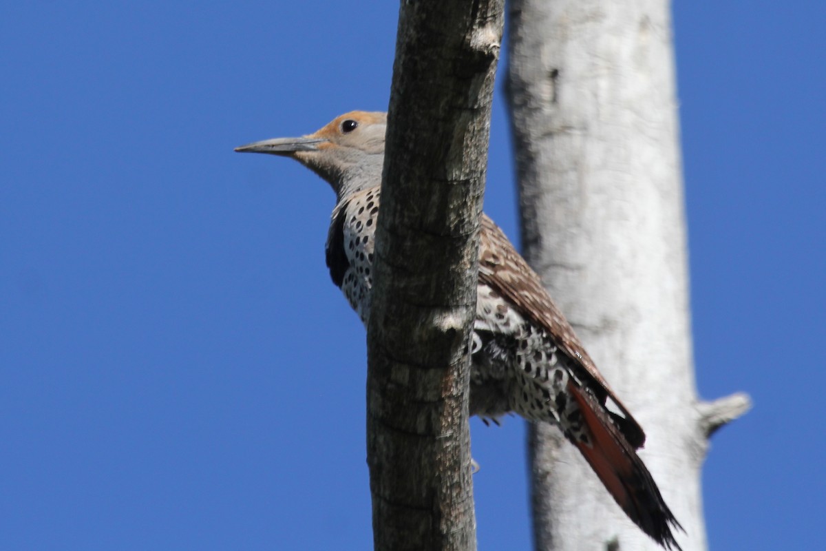 Northern Flicker (Yellow-shafted x Red-shafted) - ML104142601