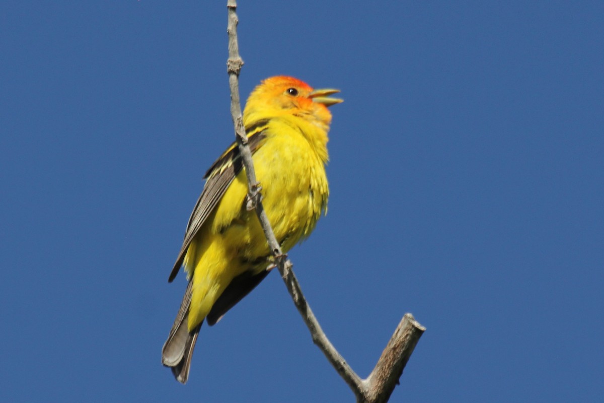 Western Tanager - ML104142671