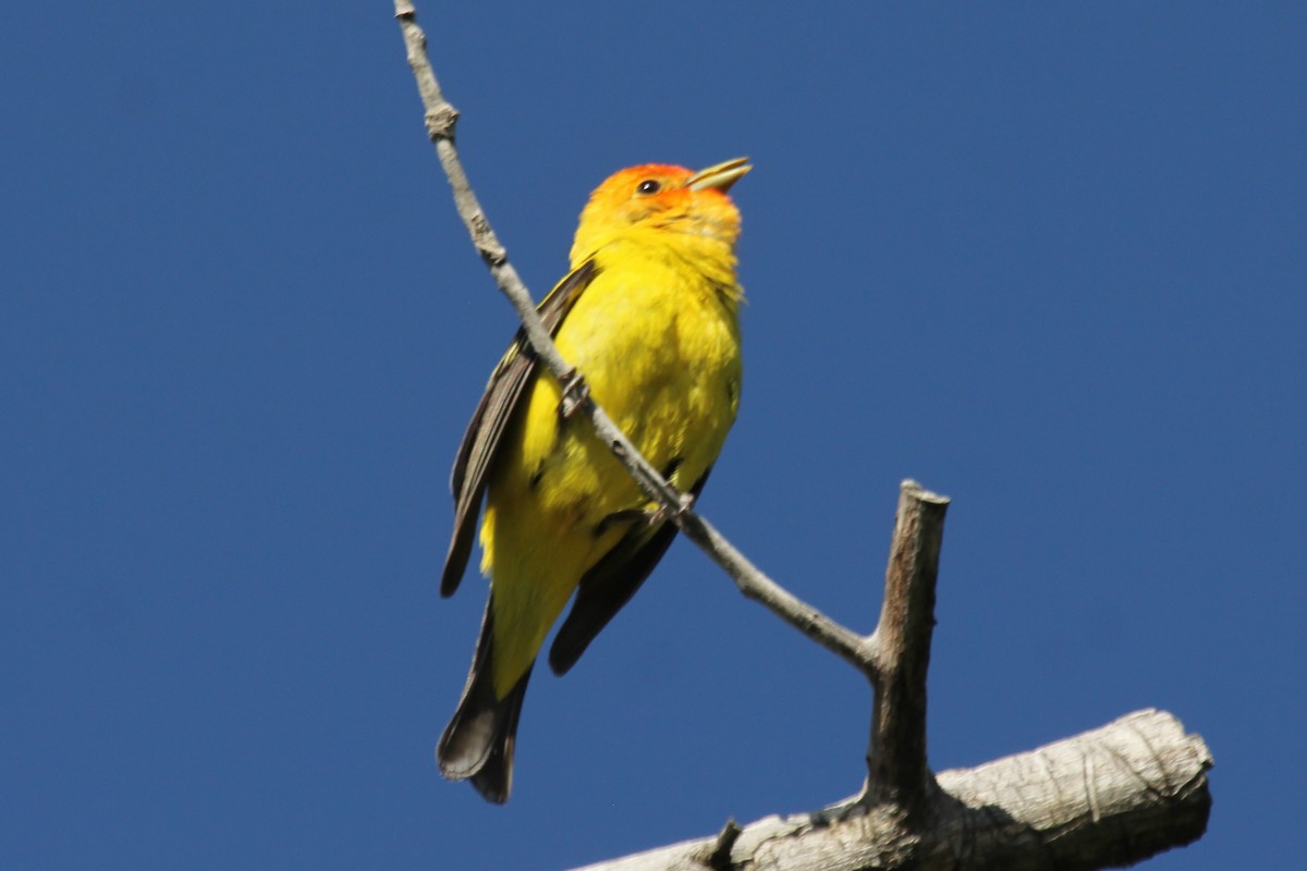 Western Tanager - ML104142681