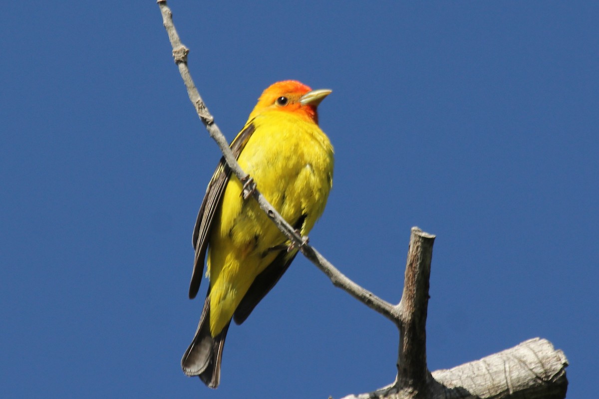 Western Tanager - ML104142691