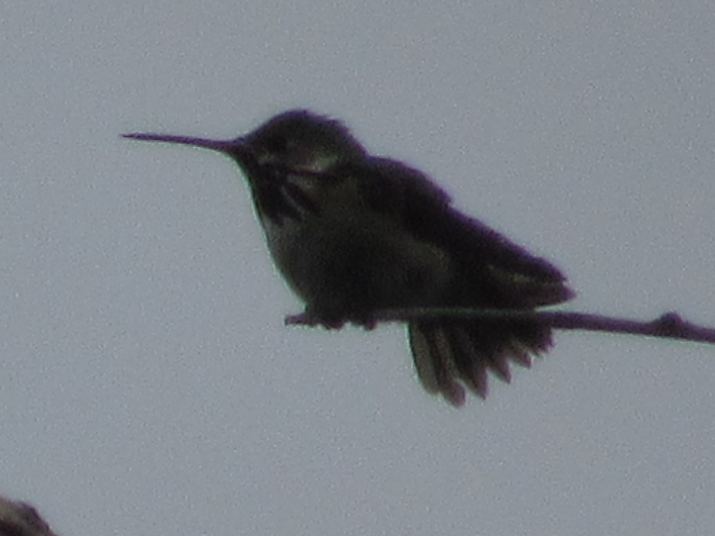 Calliope Hummingbird - ML104142741