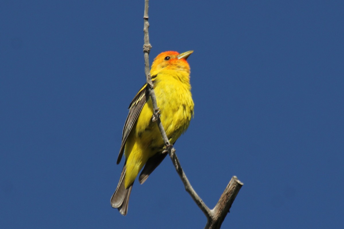 Western Tanager - ML104143171