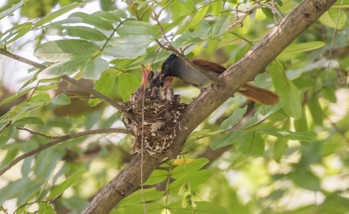 Amur Paradise-Flycatcher - ML104146031