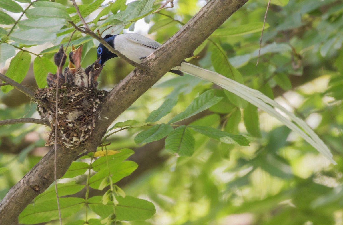 Amur Paradise-Flycatcher - ML104146041