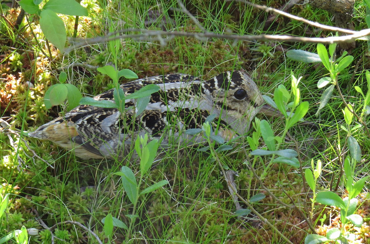 American Woodcock - ML104146811