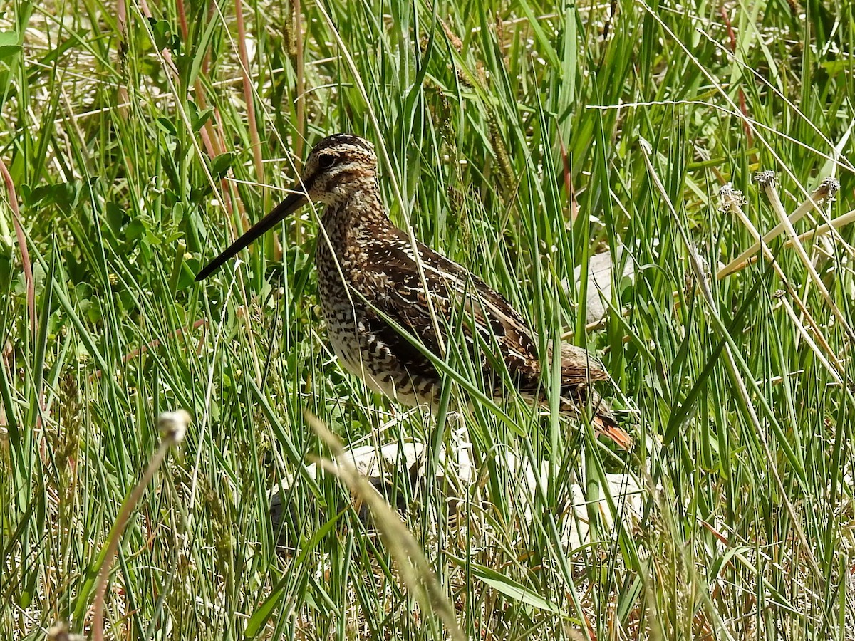 Wilson's Snipe - ML104146871