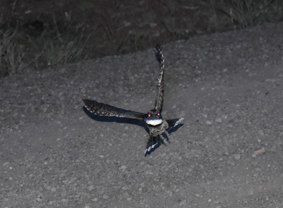 Common Poorwill - ML104146891