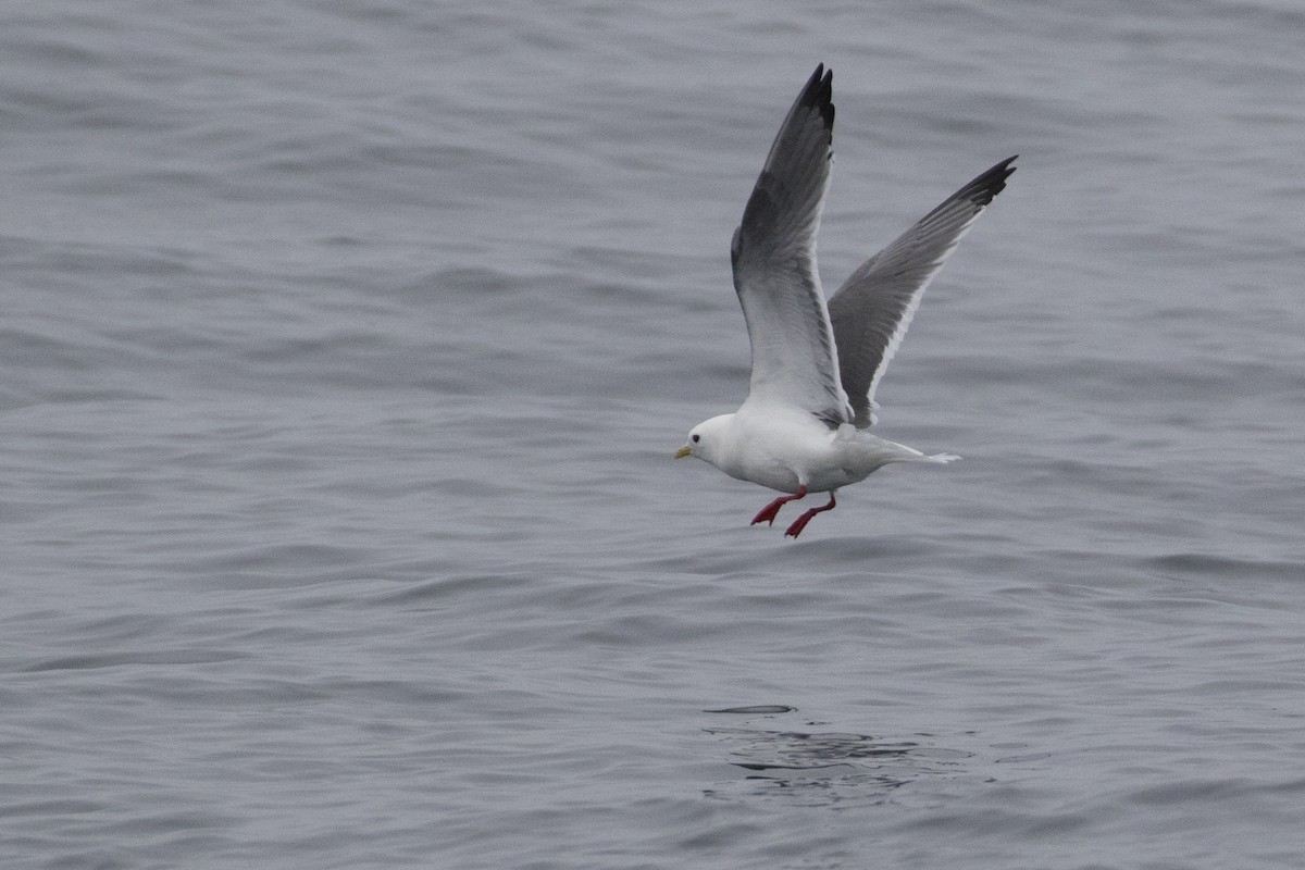 Red-legged Kittiwake - Zugunruhe Tours