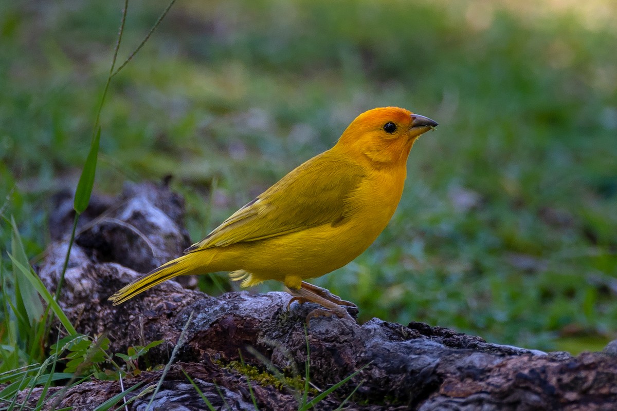 Saffron Finch - ML104148551