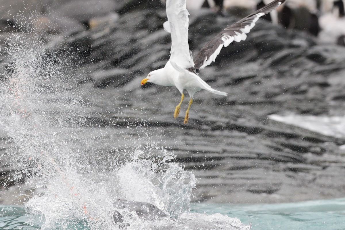 Kelp Gull (austrinus) - ML104148721