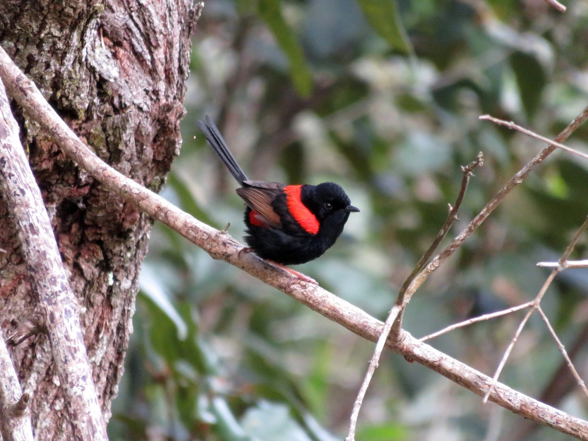 Red-backed Fairywren - ML104149821