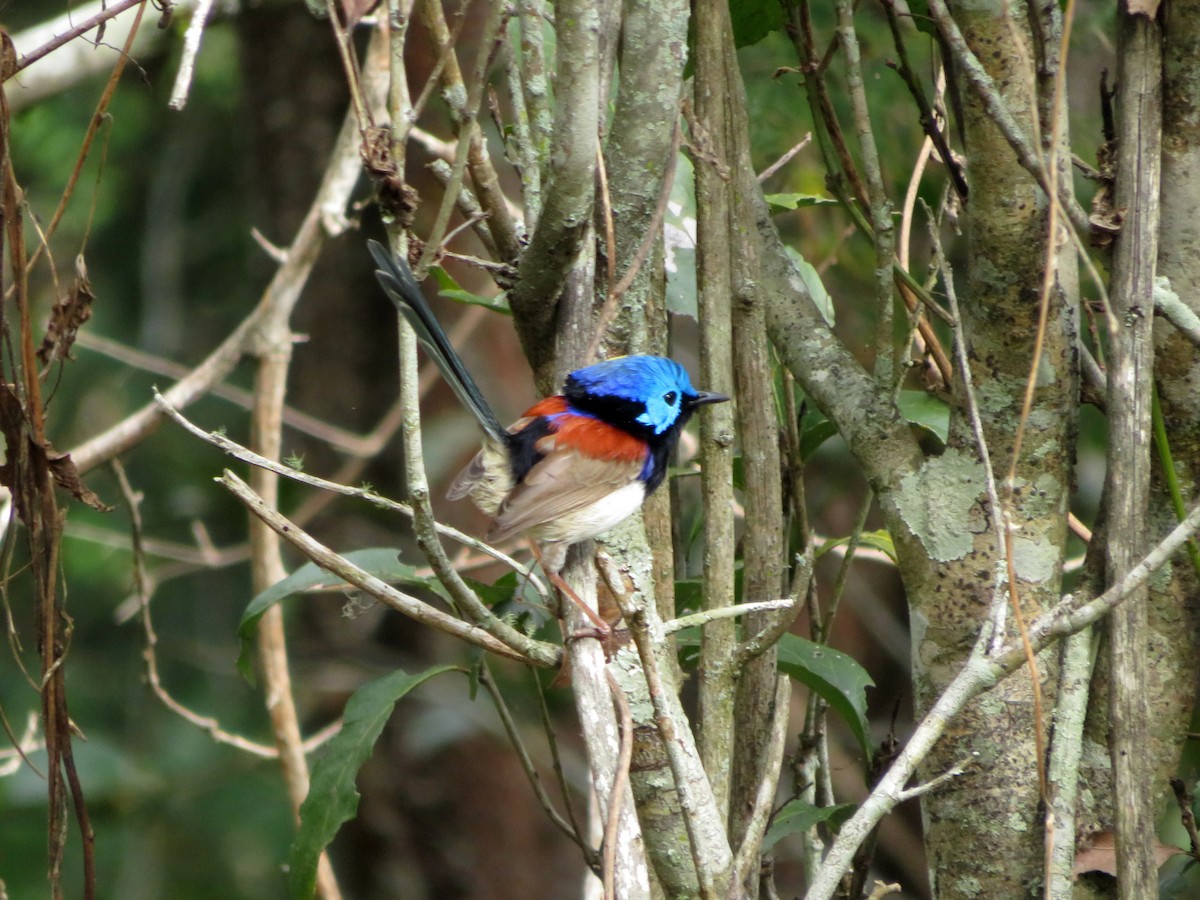 Variegated Fairywren - ML104150041