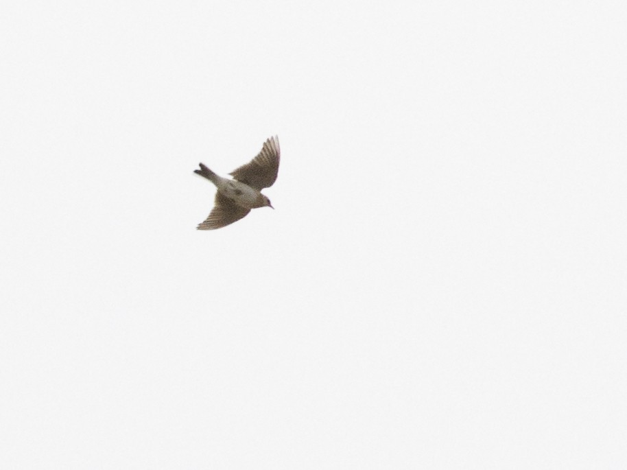 Eurasian Skylark - ML104150231