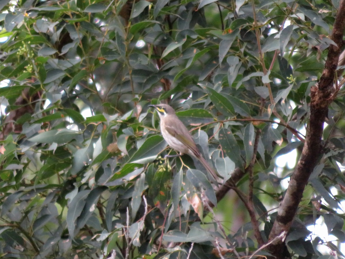 Yellow-faced Honeyeater - ML104150251