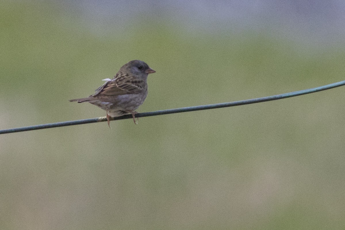 Gray Bunting - Zugunruhe Tours