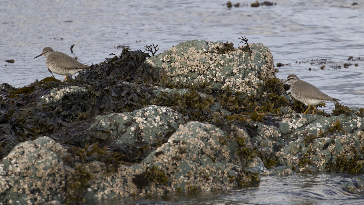 Gray-tailed Tattler - ML104150621