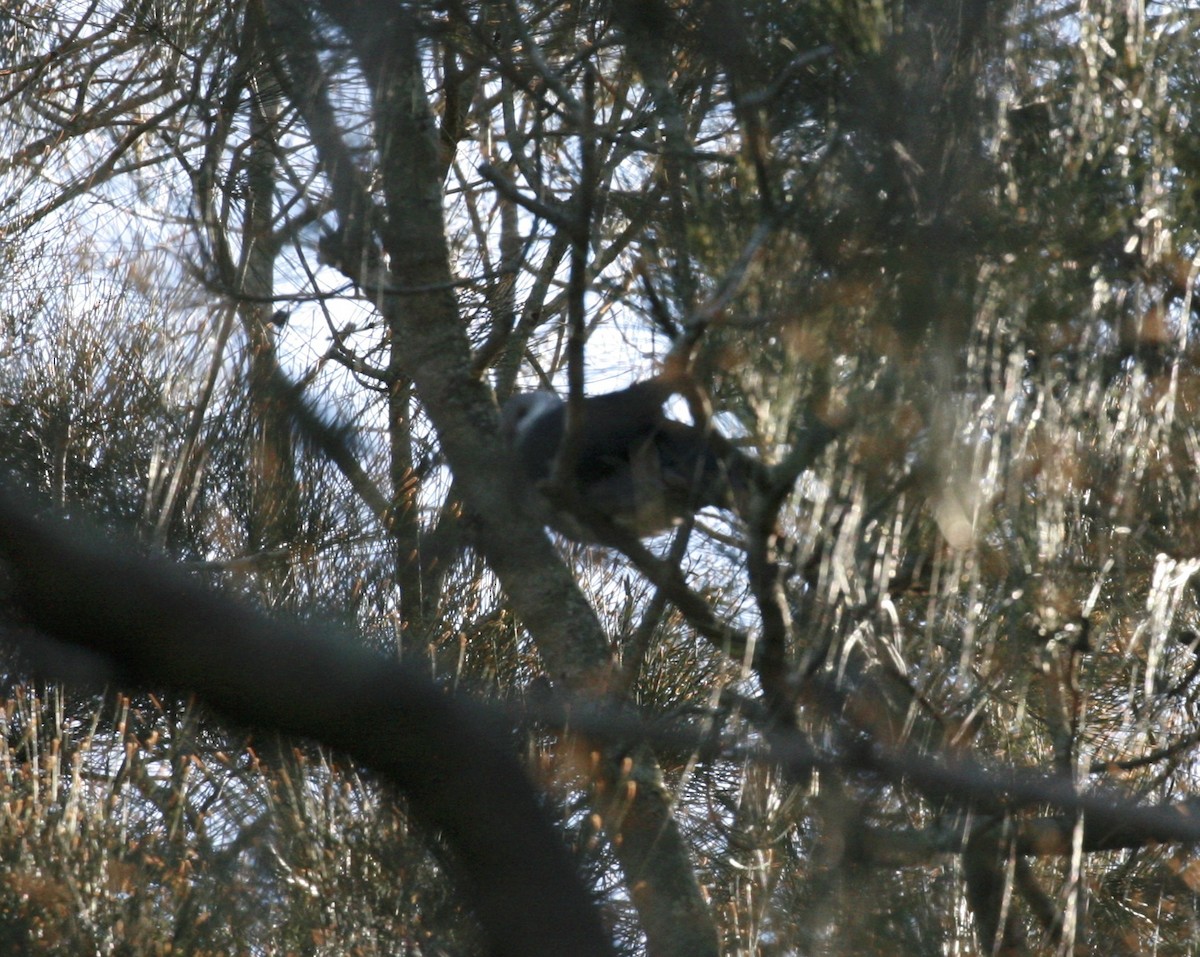 White-headed Pigeon - ML104150761