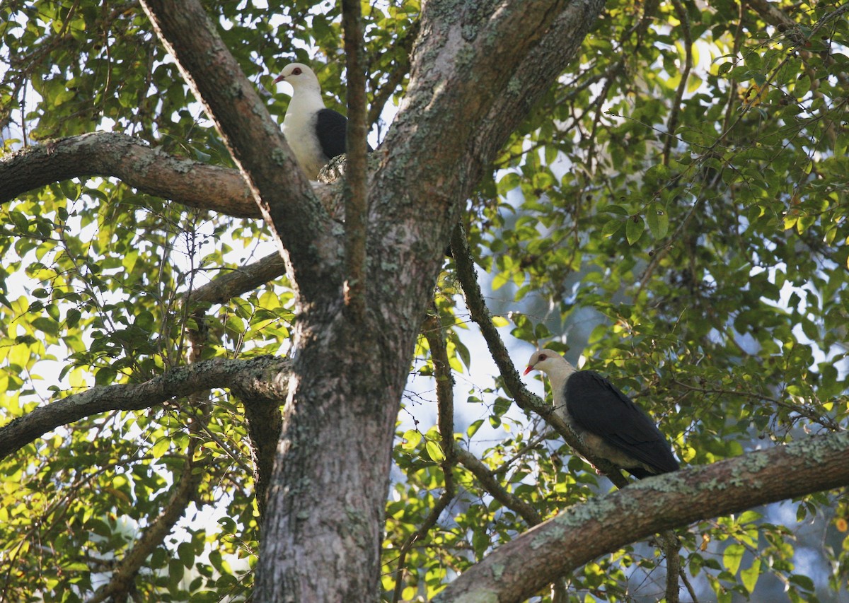 White-headed Pigeon - ML104150901