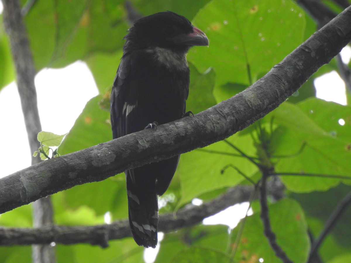 Dusky Broadbill - ML104151401