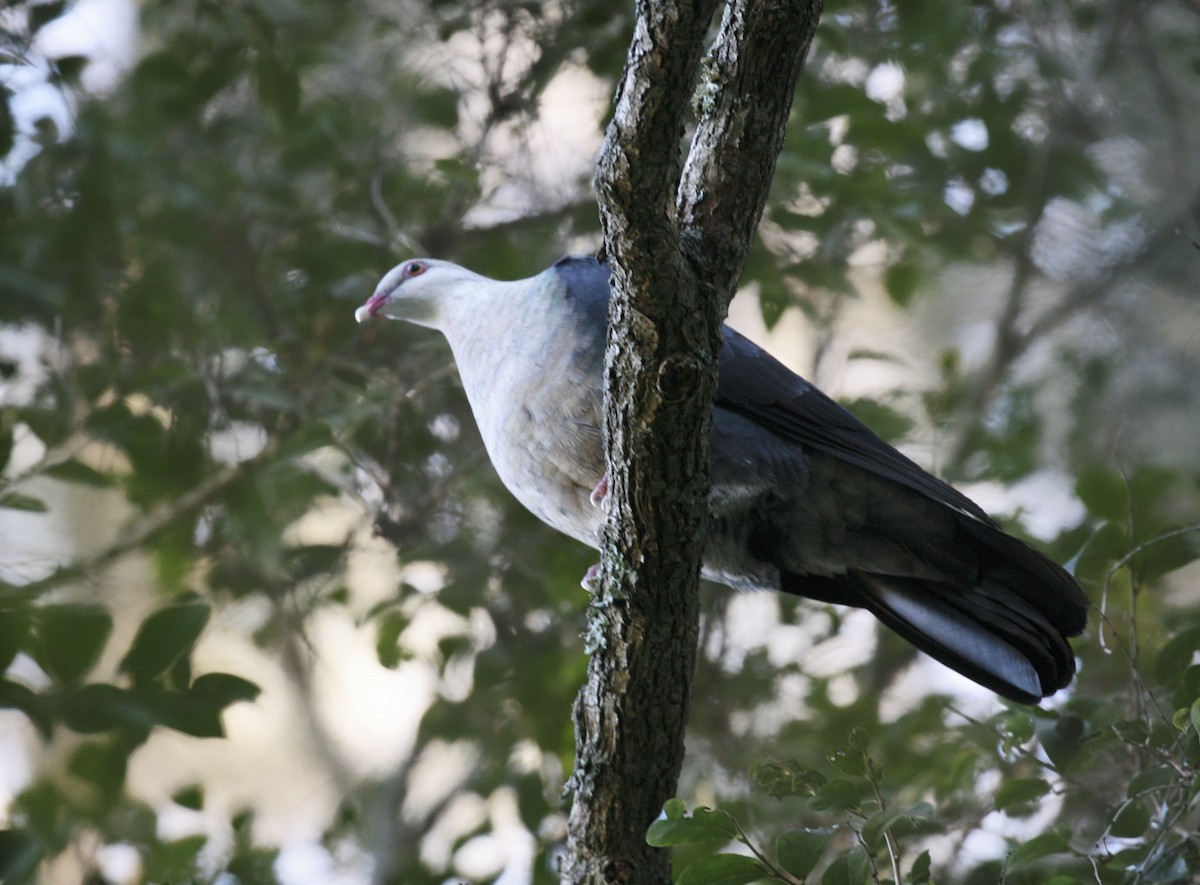 Pigeon leucomèle - ML104151591