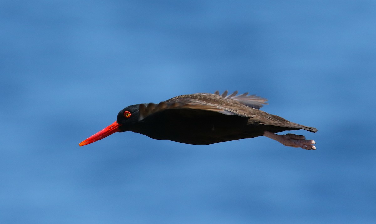 Black Oystercatcher - ML104152361