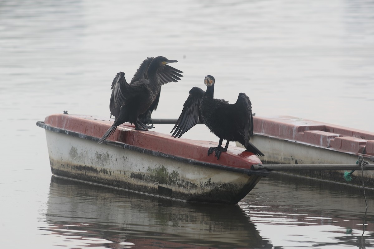 Grand Cormoran (sinensis/hanedae) - ML104154571