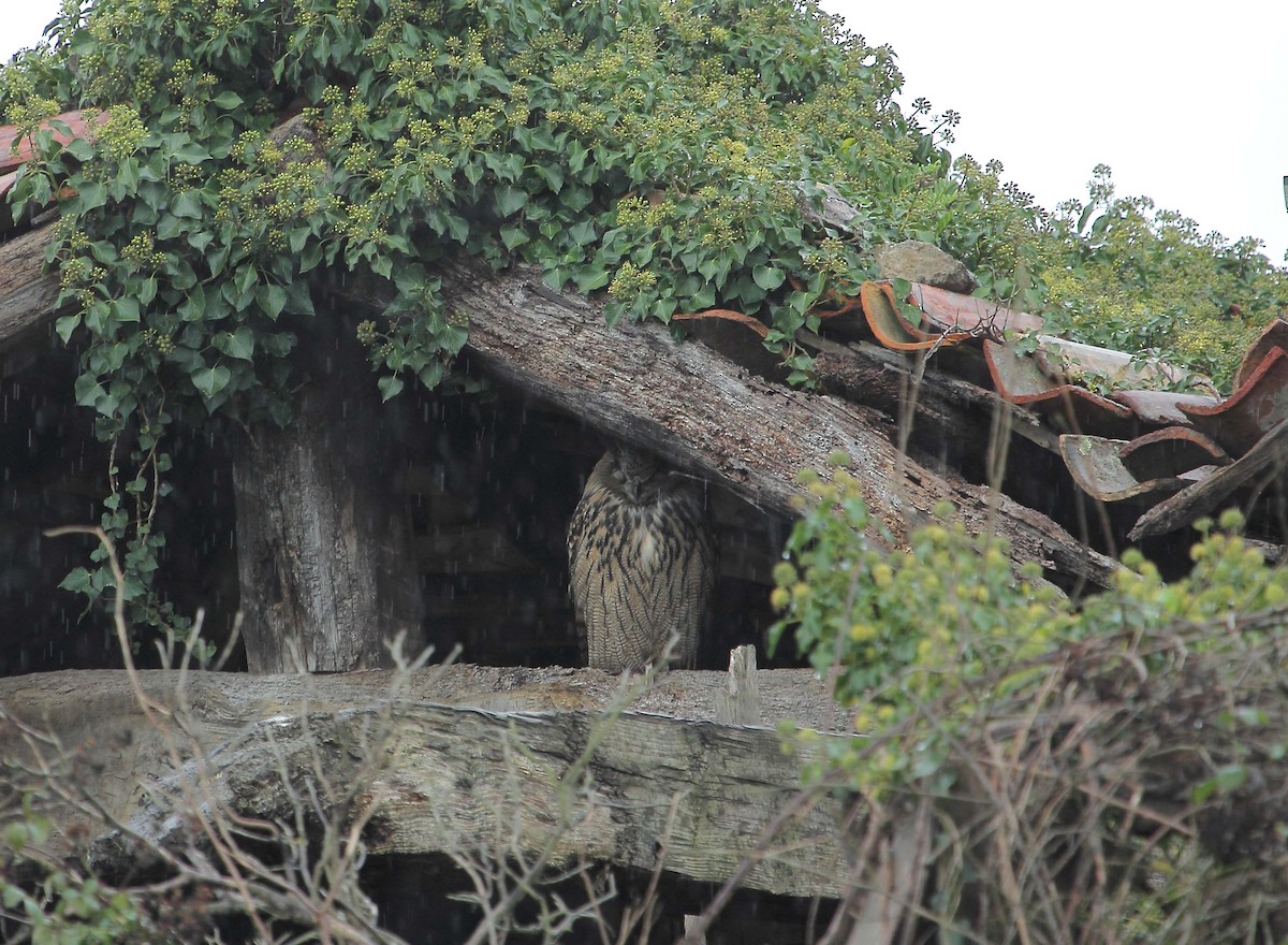 Eurasian Eagle-Owl - ML104155551